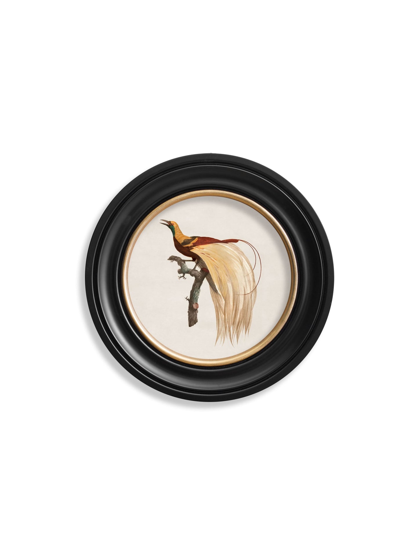 c 1809 bird of paradise left round frame in size 70 x 70cm - glass-fronted framed wall art print with solid wood frame, perfect for statement wall decor