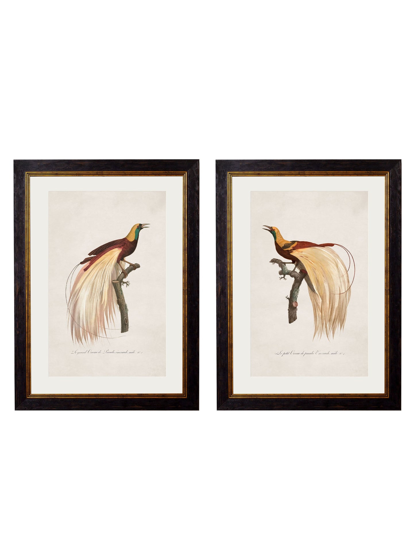 c.1809 Birds of Paradise in size 38 x 50cm - glass-fronted framed wall art print with solid wood frame, ideal for modern interiors