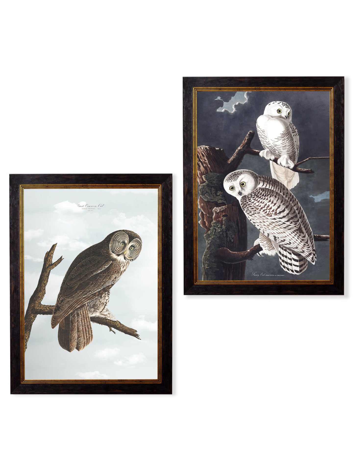 c.1838 Audubon's Owls in size 38 x 50cm - glass-fronted framed wall art print with solid wood frame, luxury wall art for sophisticated spaces