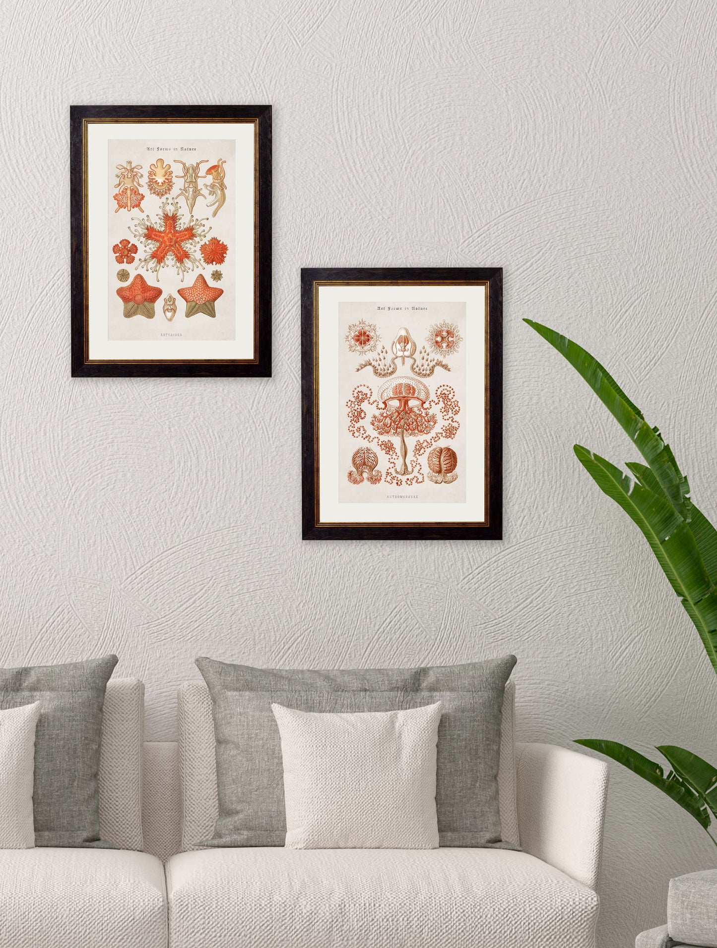 c 1904 haeckel art forms in size 38 x 50cm - glass-fronted framed wall art print with solid wood frame, ideal for modern interiors