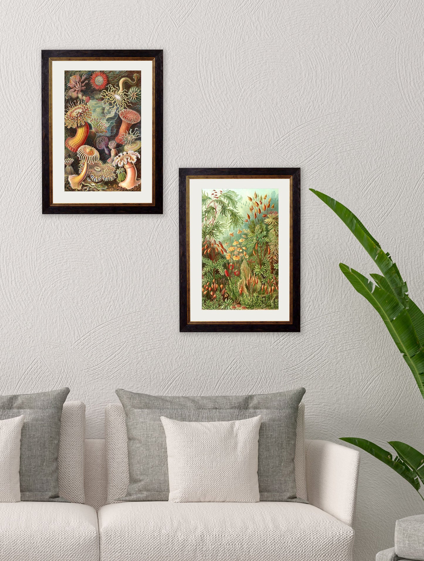 c 1904 haeckel flora in size 38 x 50cm - glass-fronted framed wall art print with solid wood frame, perfect for luxury home decor