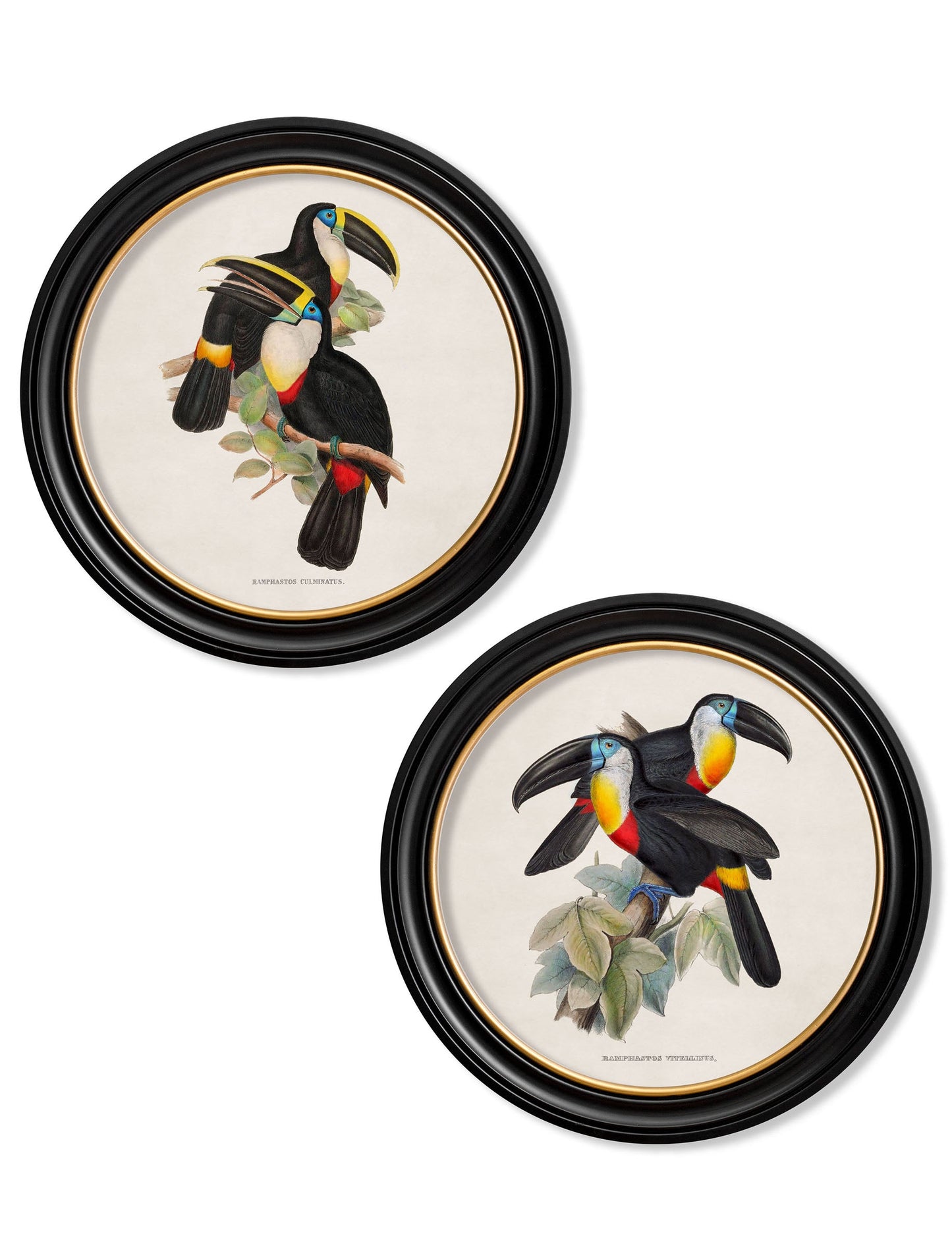 c.1848 Toucans - Round Frames in size 44 x 44 cm - glass-fronted framed wall art print with solid wood frame, adds elegance to your decor