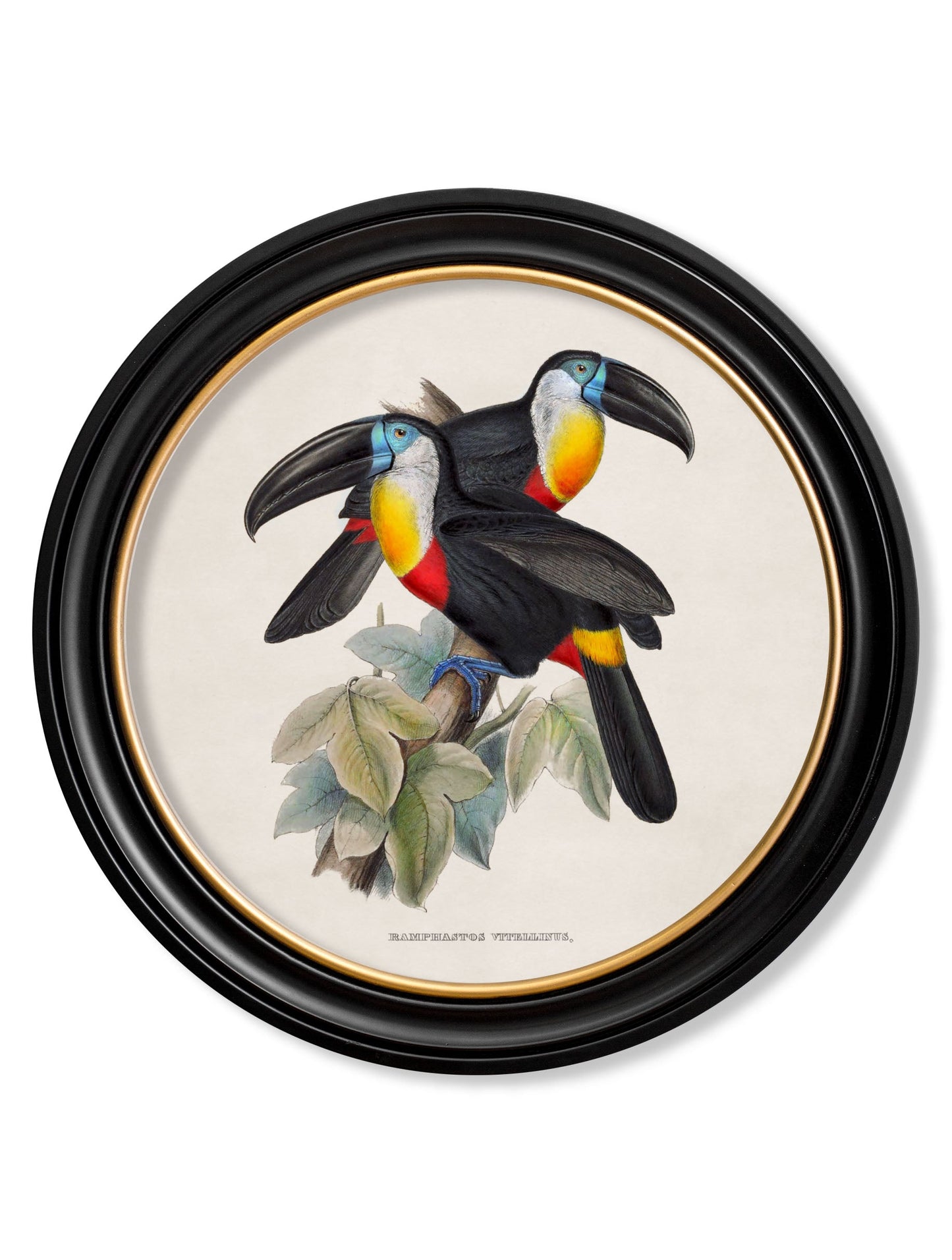 c 1848 toucans round frames in size 44 x 44 cm - glass-fronted framed wall art print with solid wood frame, perfect for luxury home decor