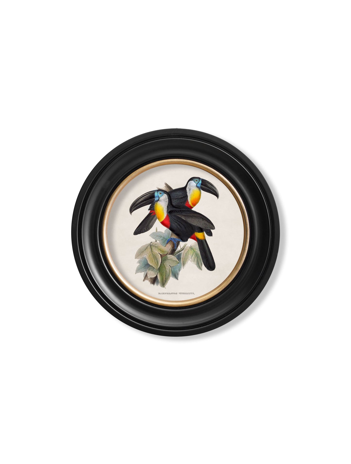 c 1848 toucans round frames in size 70 x 70cm - glass-fronted framed wall art print with solid wood frame, perfect for luxury home decor