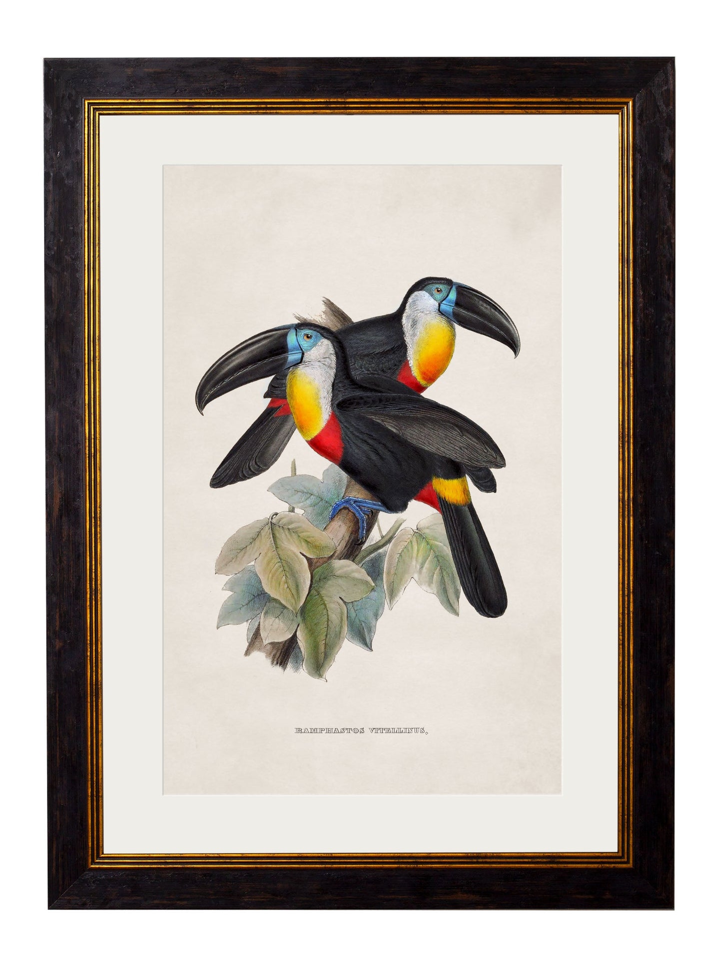 c 1848 toucans in size 38 x 50cm - glass-fronted framed wall art print with solid wood frame, designed for high-end interior design