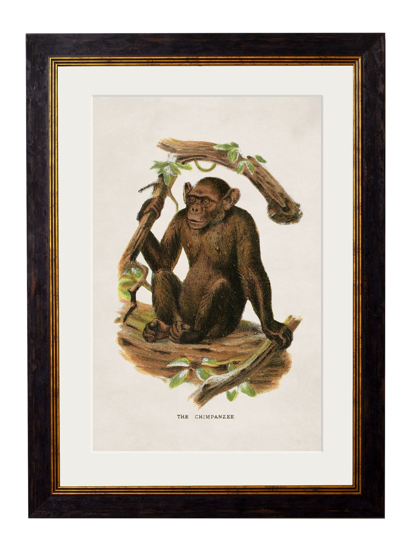 c 1910 collection of primates in size 38 x 50cm - glass-fronted framed wall art print with solid wood frame, ideal for modern interiors