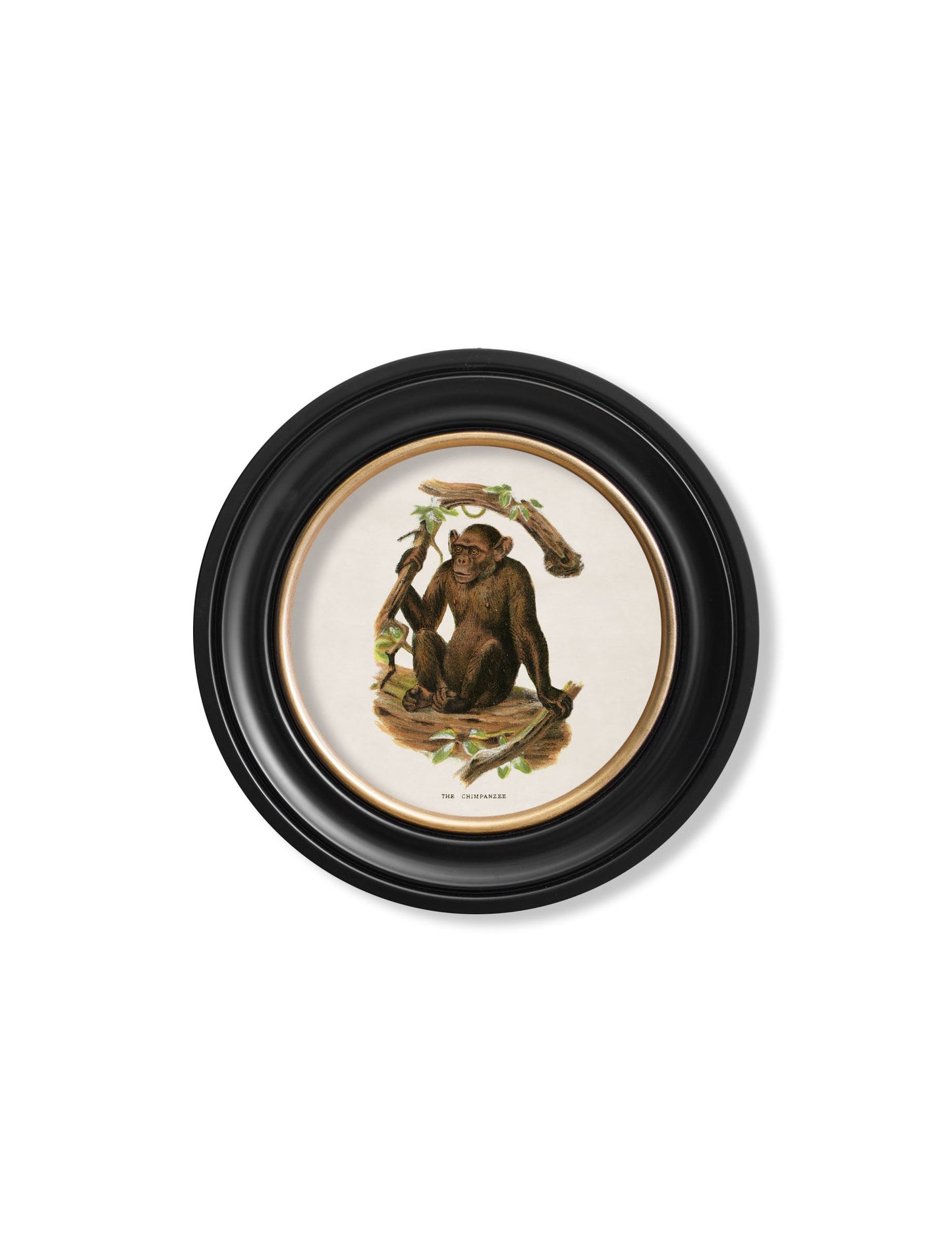 c 1910 collection of primates in round frames in size 44 x 44cm - glass-fronted framed wall art print with solid wood frame, luxury wall art for sophisticated spaces