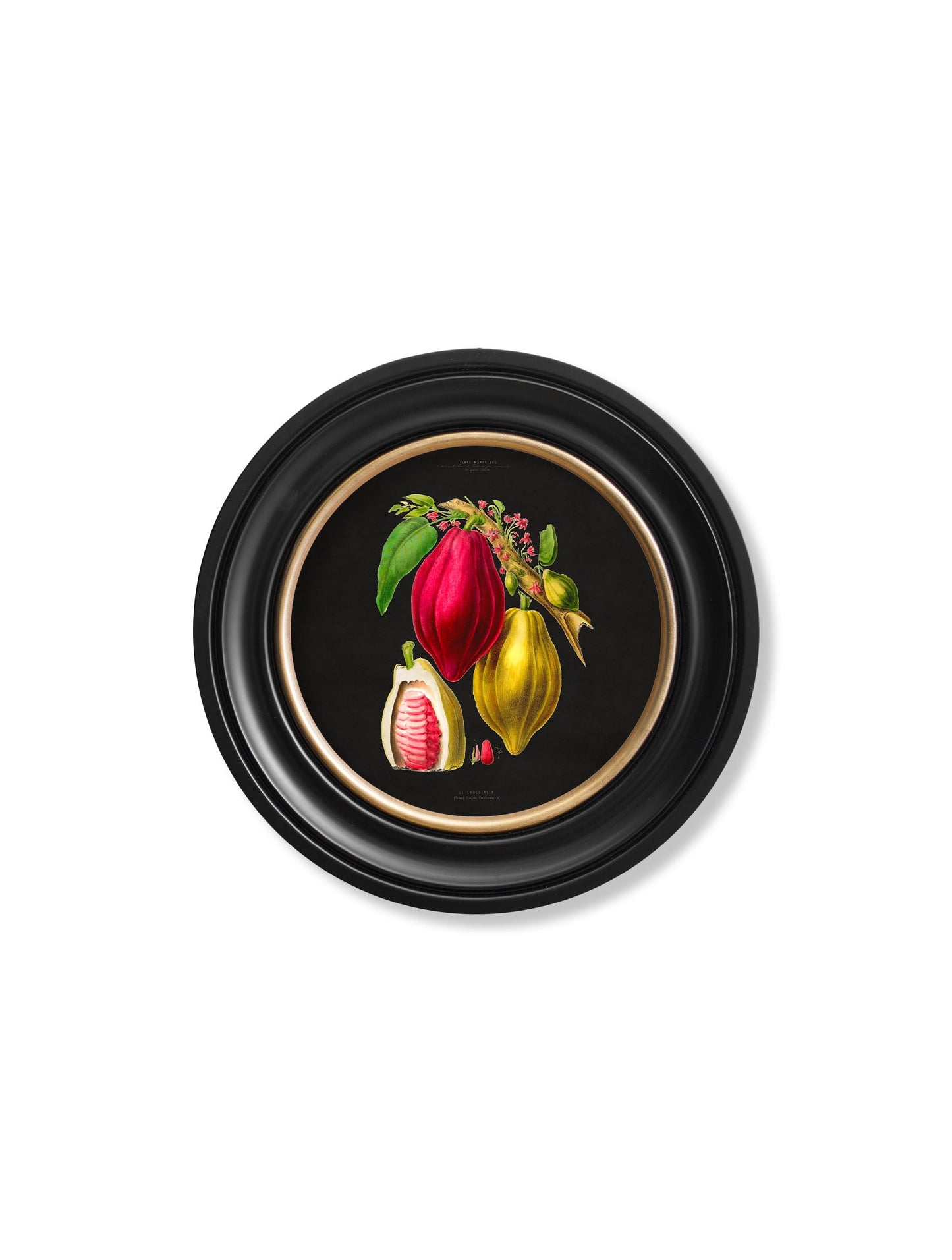 c 1843 chocolate plant round frame black - premium glass-fronted framed art print with solid wood frame, perfect for luxury home decor
