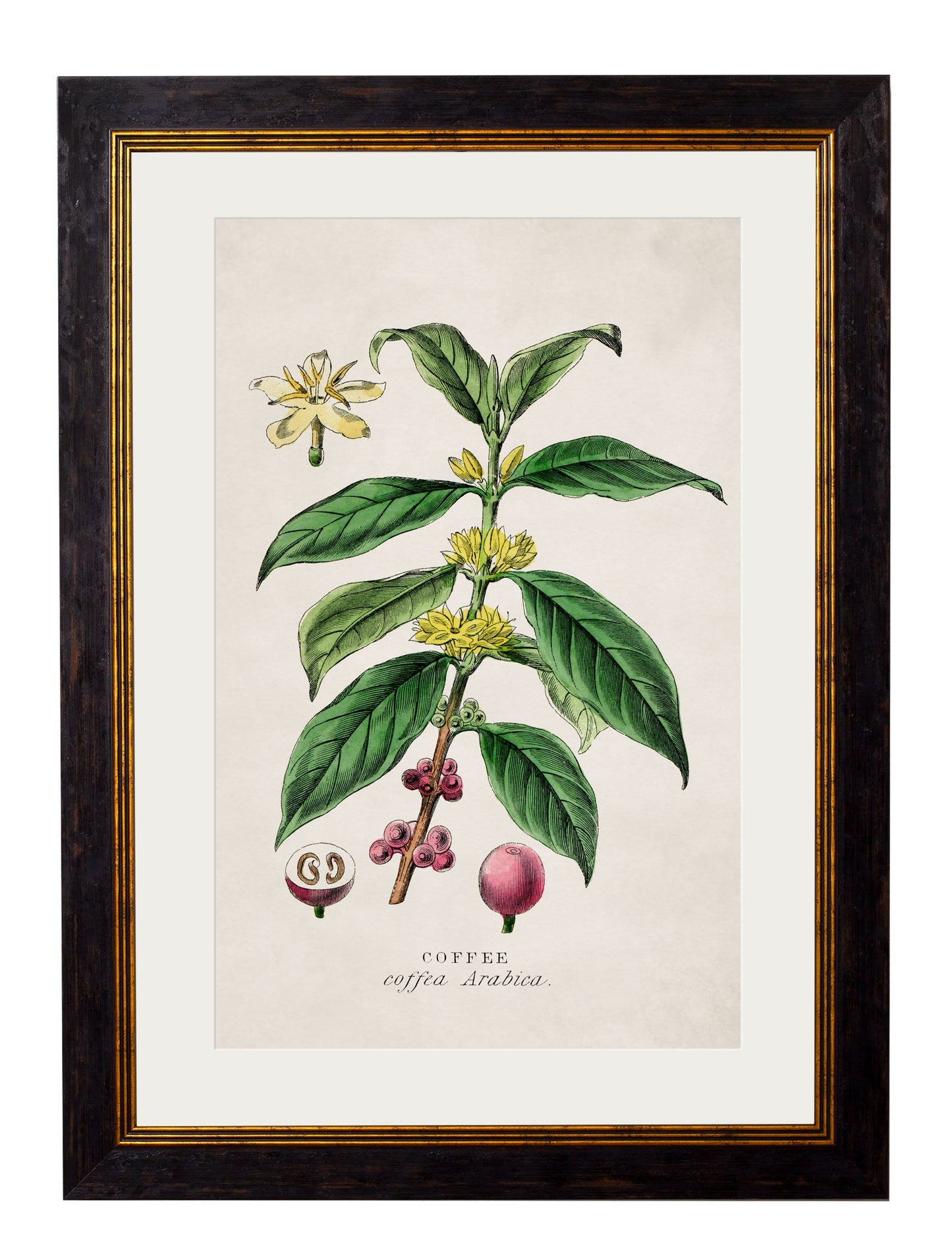c 1877 tea plant giclee print - premium glass-fronted framed art print with solid wood frame, perfect for statement wall decor