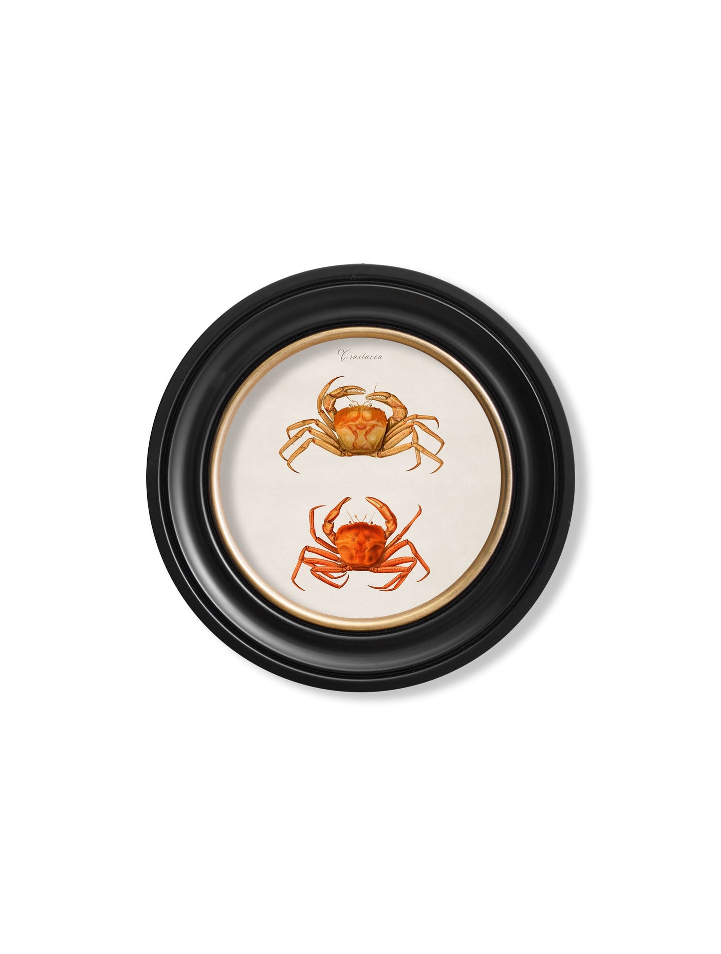 c 1876 marine animals in round frames in size 70 x 70cm - glass-fronted framed wall art print with solid wood frame, a beautiful addition to stylish homes