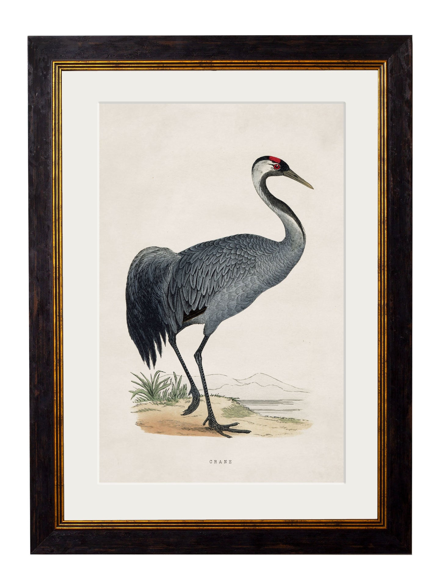 c 1850s black stork in size 38 x 50cm - glass-fronted framed wall art print with solid wood frame, a beautiful addition to stylish homes