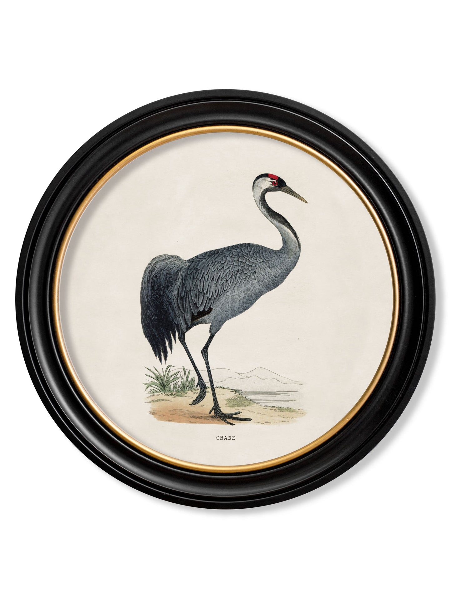 c 1870 wading birds in round frames in size 44 x 44cm - glass-fronted framed wall art print with solid wood frame, ideal for contemporary home styling