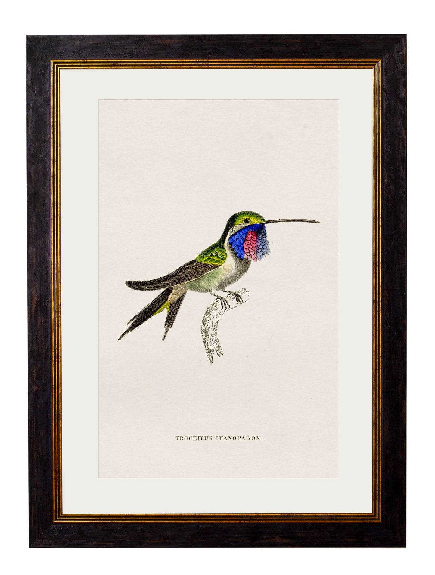 c 1833 hummingbirds 1 in size 38 x 50cm - glass-fronted framed wall art print with solid wood frame, adds elegance to your decor
