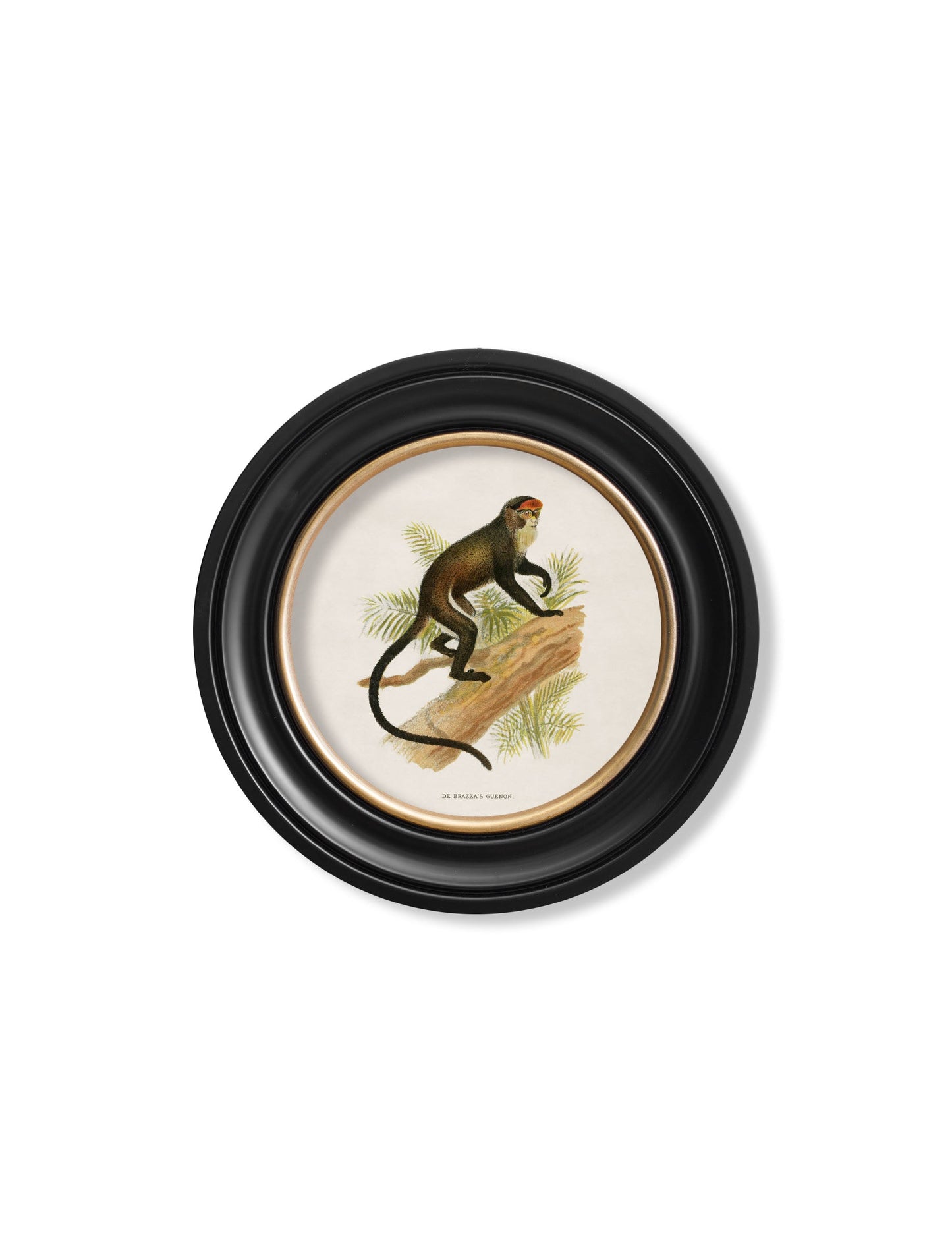 c 1910 collection of primates in round frames in size 44 x 44cm - glass-fronted framed wall art print with solid wood frame, ideal for modern interiors