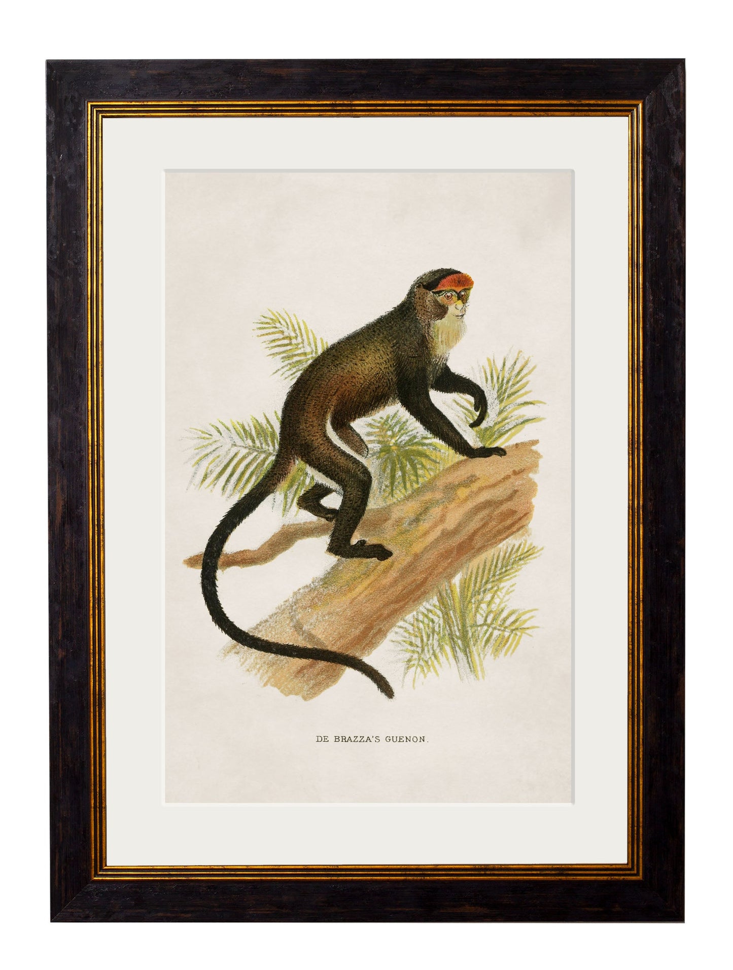 c 1910 collection of primates in size 38 x 50cm - glass-fronted framed wall art print with solid wood frame, adds elegance to your decor
