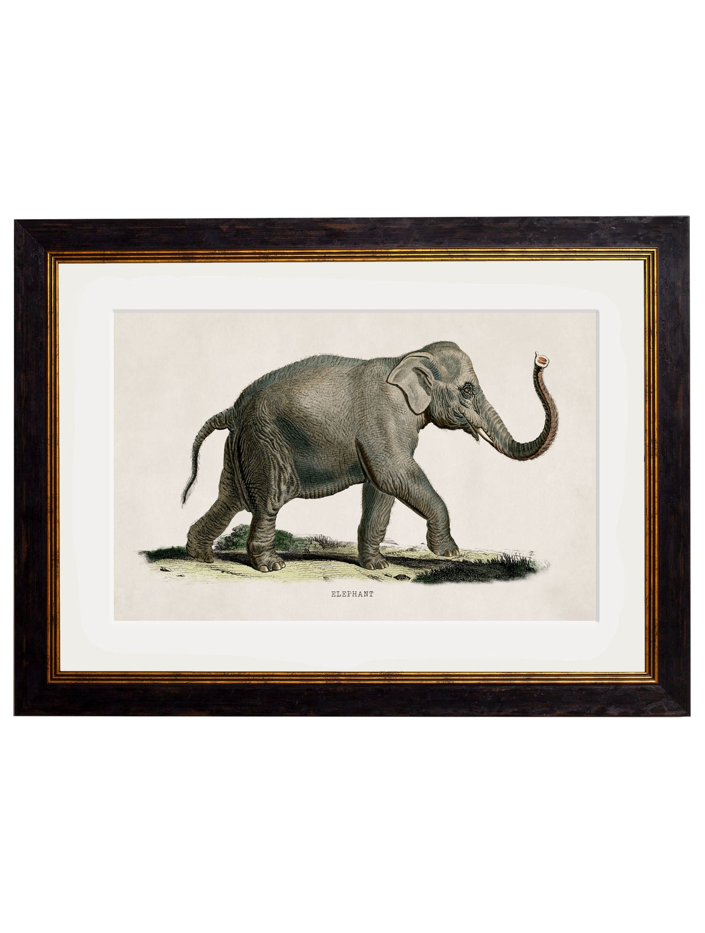c 1846 indian elephant in size 50 x 70cm - glass-fronted framed wall art print with solid wood frame, ideal for modern interiors