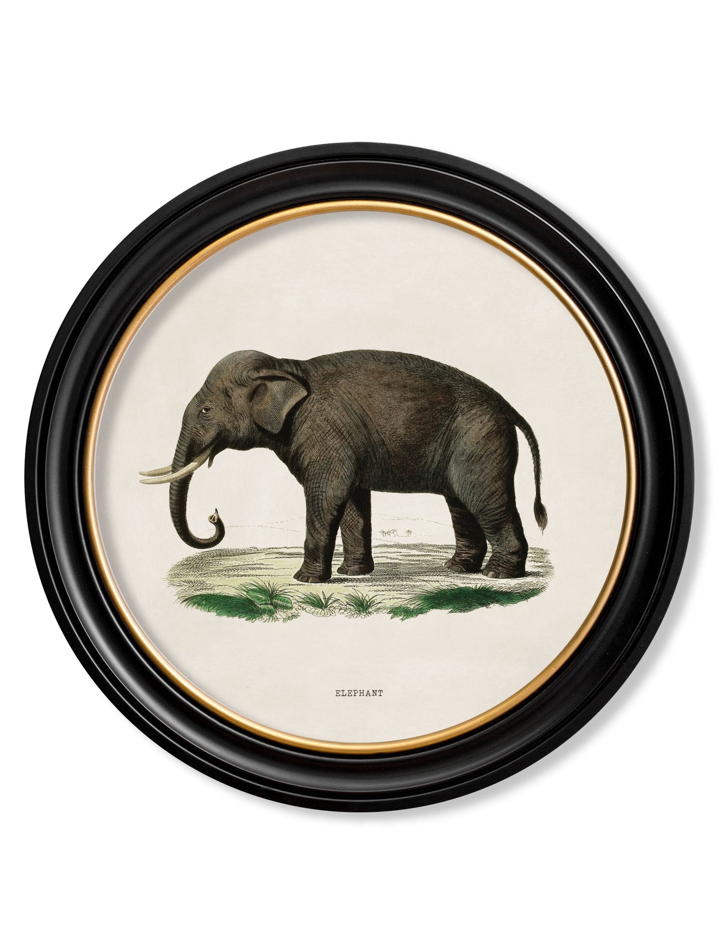c 1846 elephants in round frame in size 70 x 70cm - glass-fronted framed wall art print with solid wood frame, perfect for statement wall decor