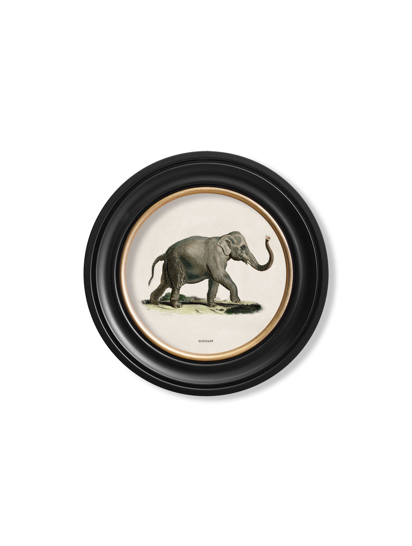 c 1846 elephants in round frame in size 70 x 70cm - glass-fronted framed wall art print with solid wood frame, a beautiful addition to stylish homes