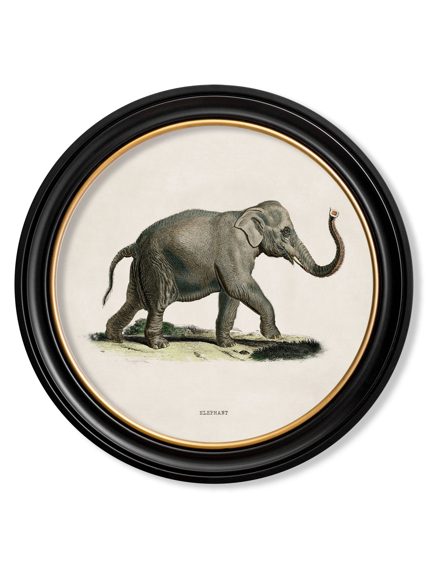 c 1846 elephants in round frame in size 44 x 44cm - glass-fronted framed wall art print with solid wood frame, a beautiful addition to stylish homes