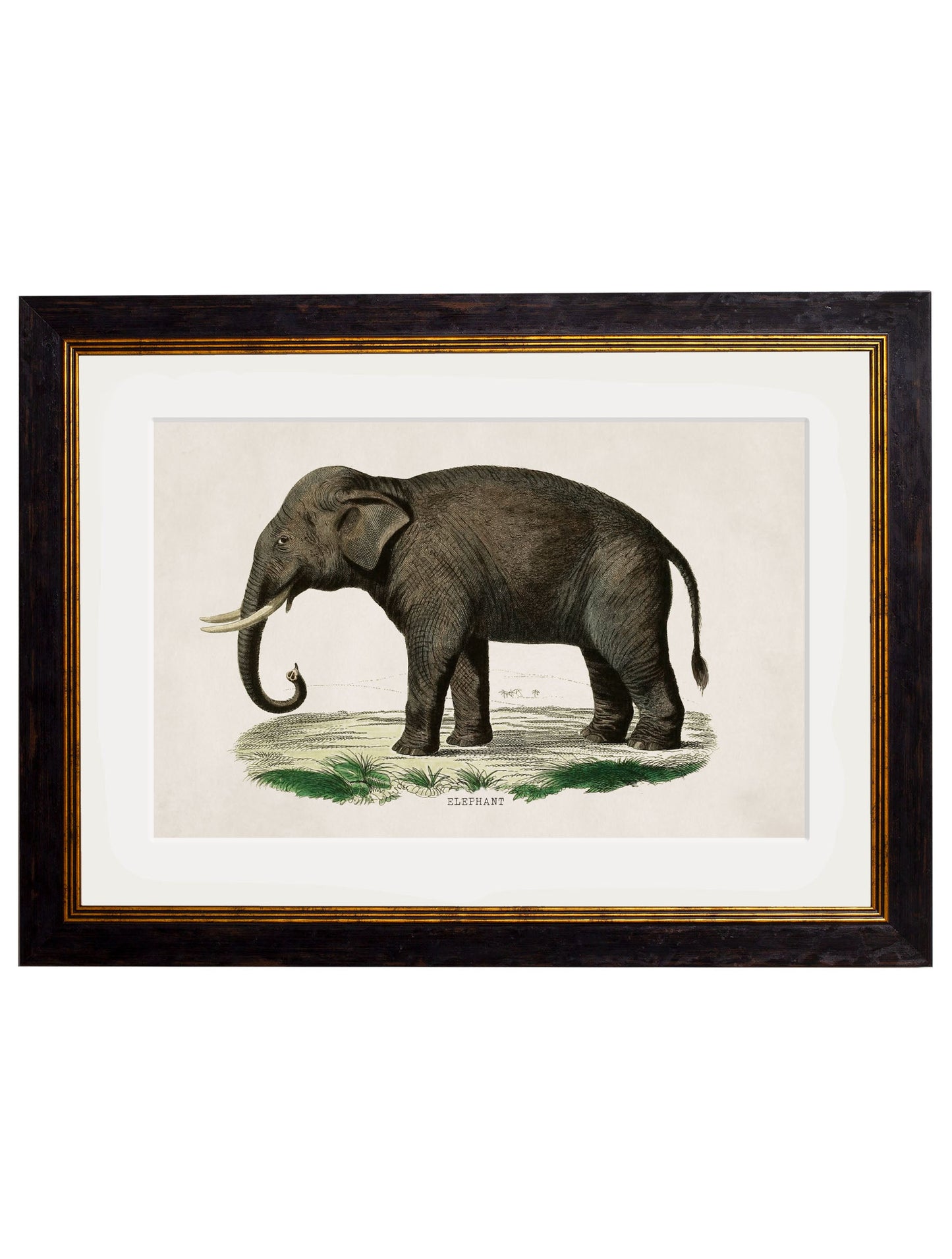 c 1846 indian elephant in size 38 x 50cm - glass-fronted framed wall art print with solid wood frame, a beautiful addition to stylish homes