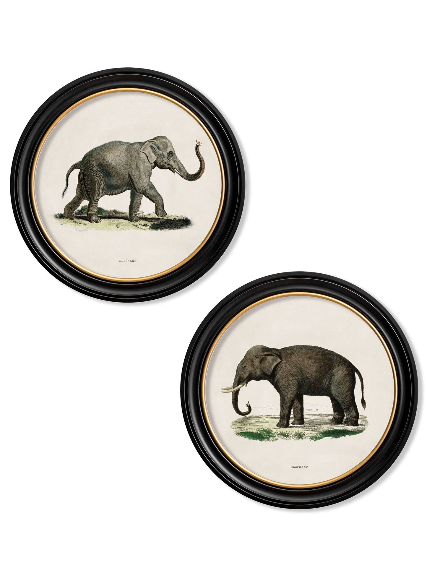 c.1846 Elephants in Round Frame in size 44 x 44cm - glass-fronted framed wall art print with solid wood frame, a beautiful addition to stylish homes