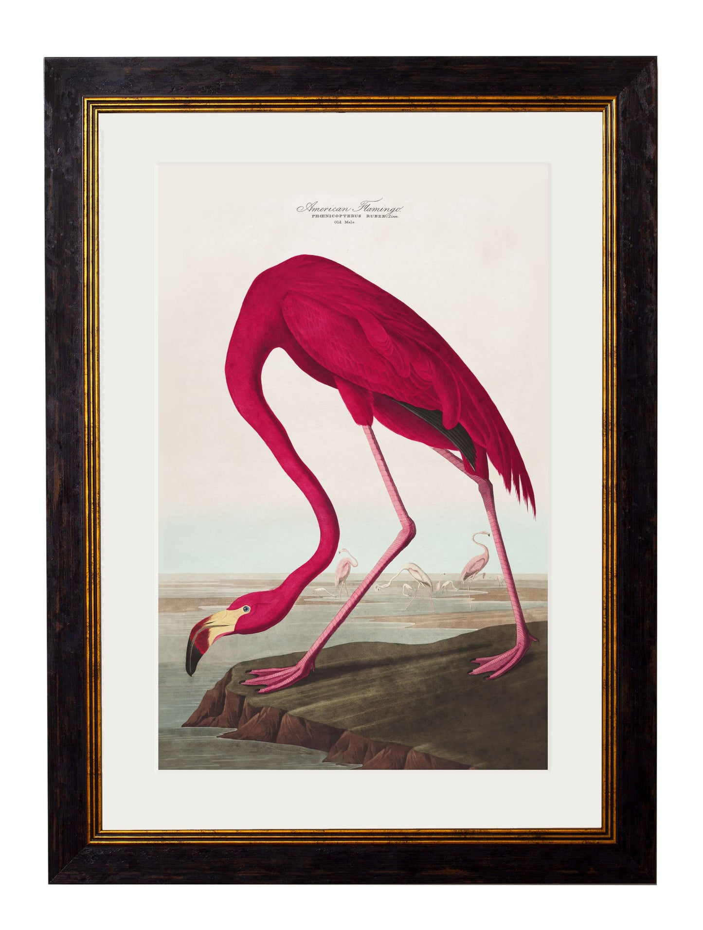 c 1838 audubons birds of america in size 38 x 50cm - glass-fronted framed wall art print with solid wood frame, a beautiful addition to stylish homes