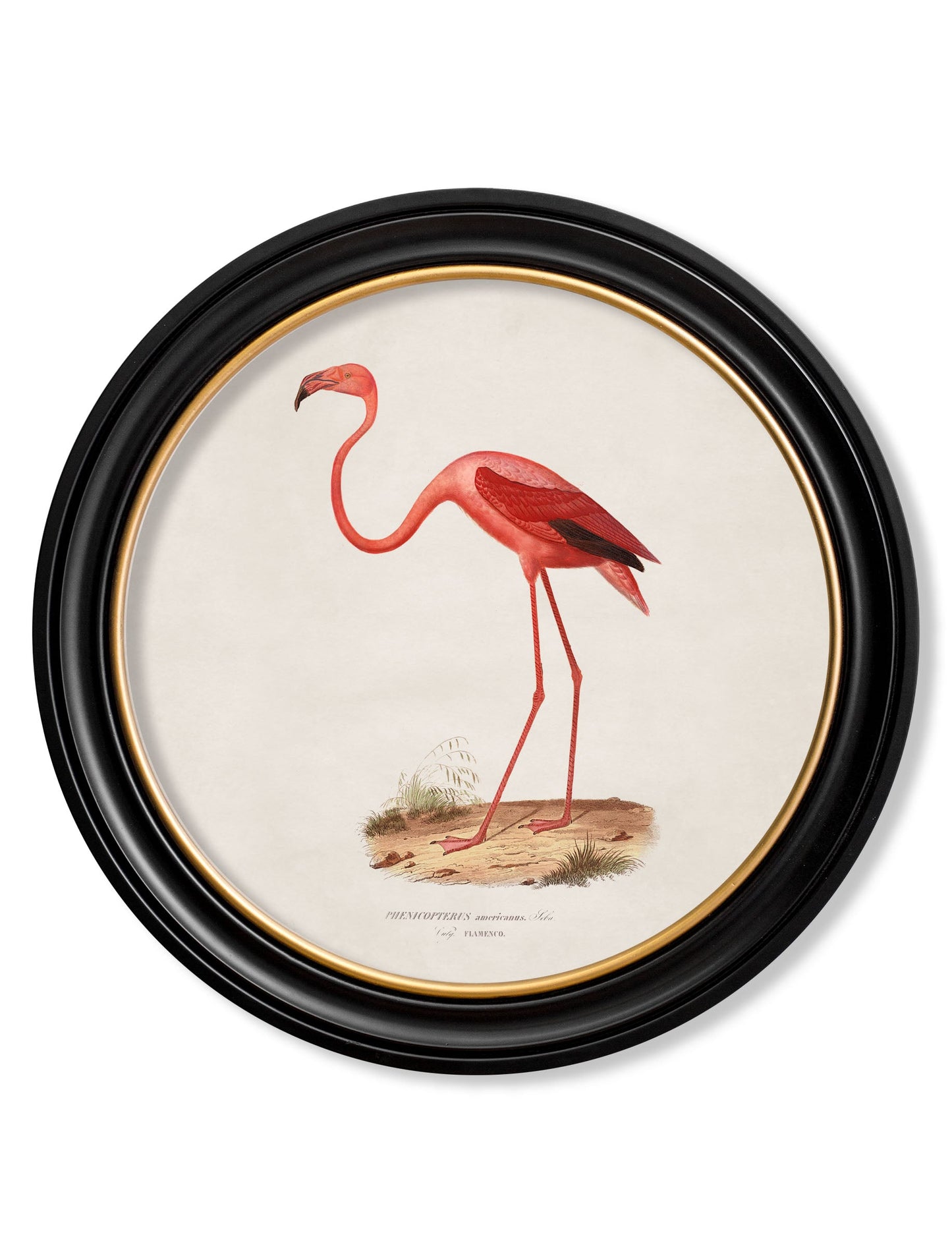c.1830 Flamingo - Round Frame in size 44 x 44cm - glass-fronted framed wall art print with solid wood frame, designed for high-end interior design
