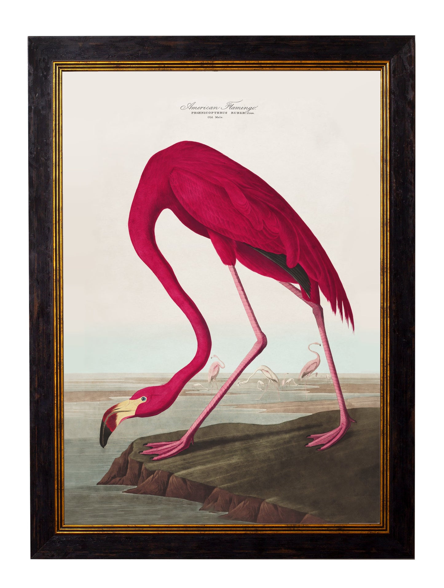 c 1838 audubons birds of america in size 38 x 50cm - glass-fronted framed wall art print with solid wood frame, perfect for statement wall decor