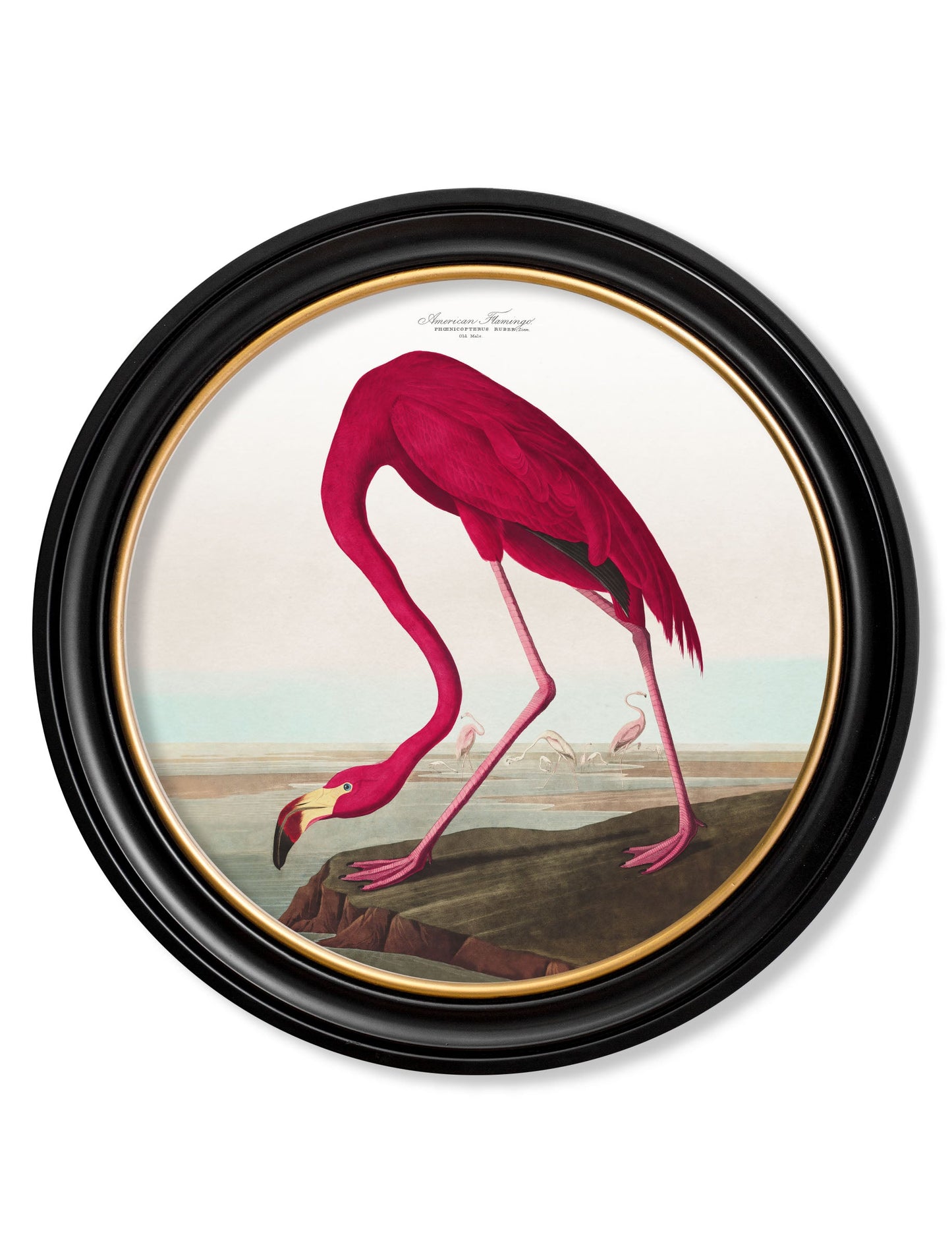 c 1838 audubons birds of america in round frames in size 44 x 44cm - glass-fronted framed wall art print with solid wood frame, a beautiful addition to stylish homes