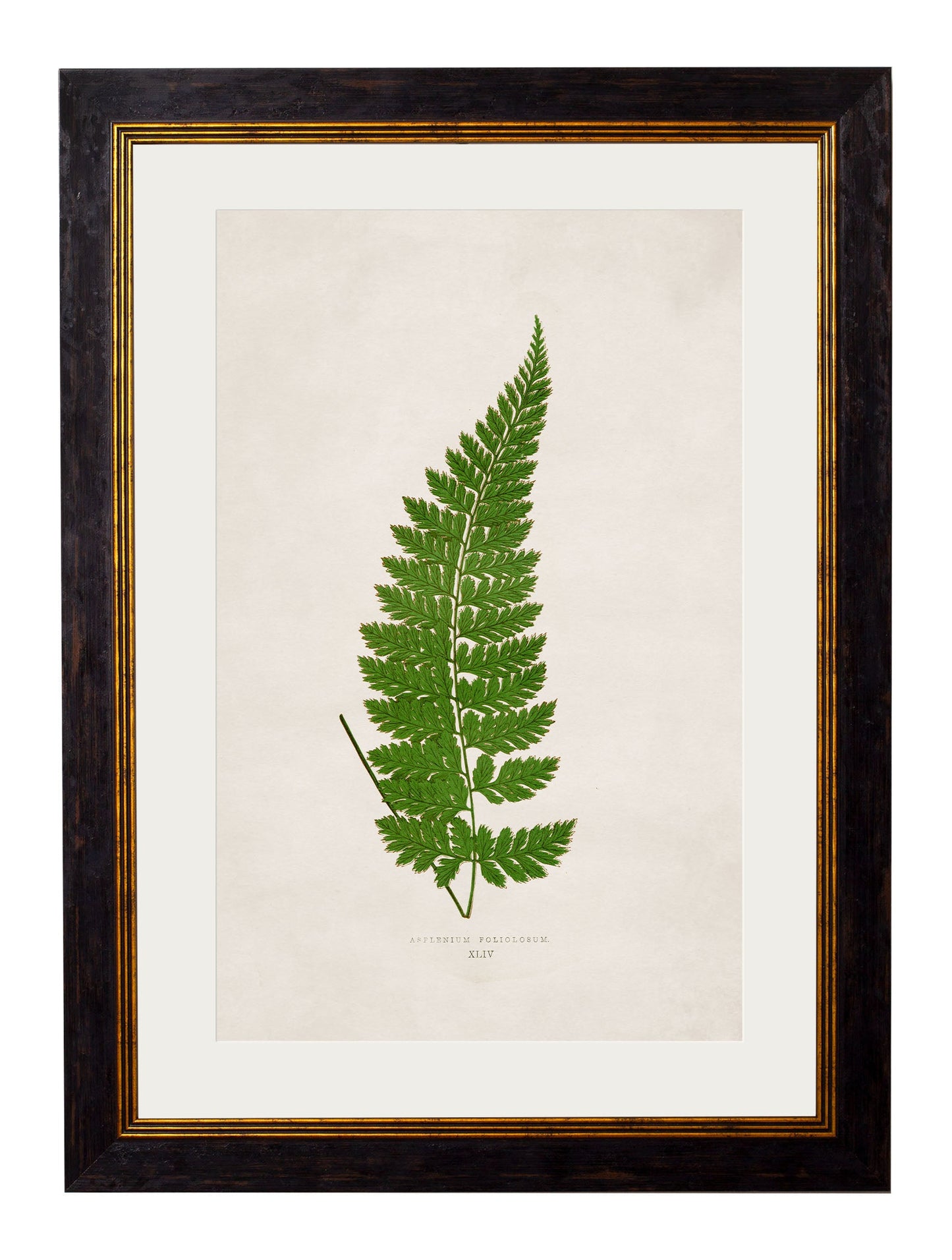 c 1864 collection of british ferns in size 38 x 50cm - glass-fronted framed wall art print with solid wood frame, ideal for modern interiors