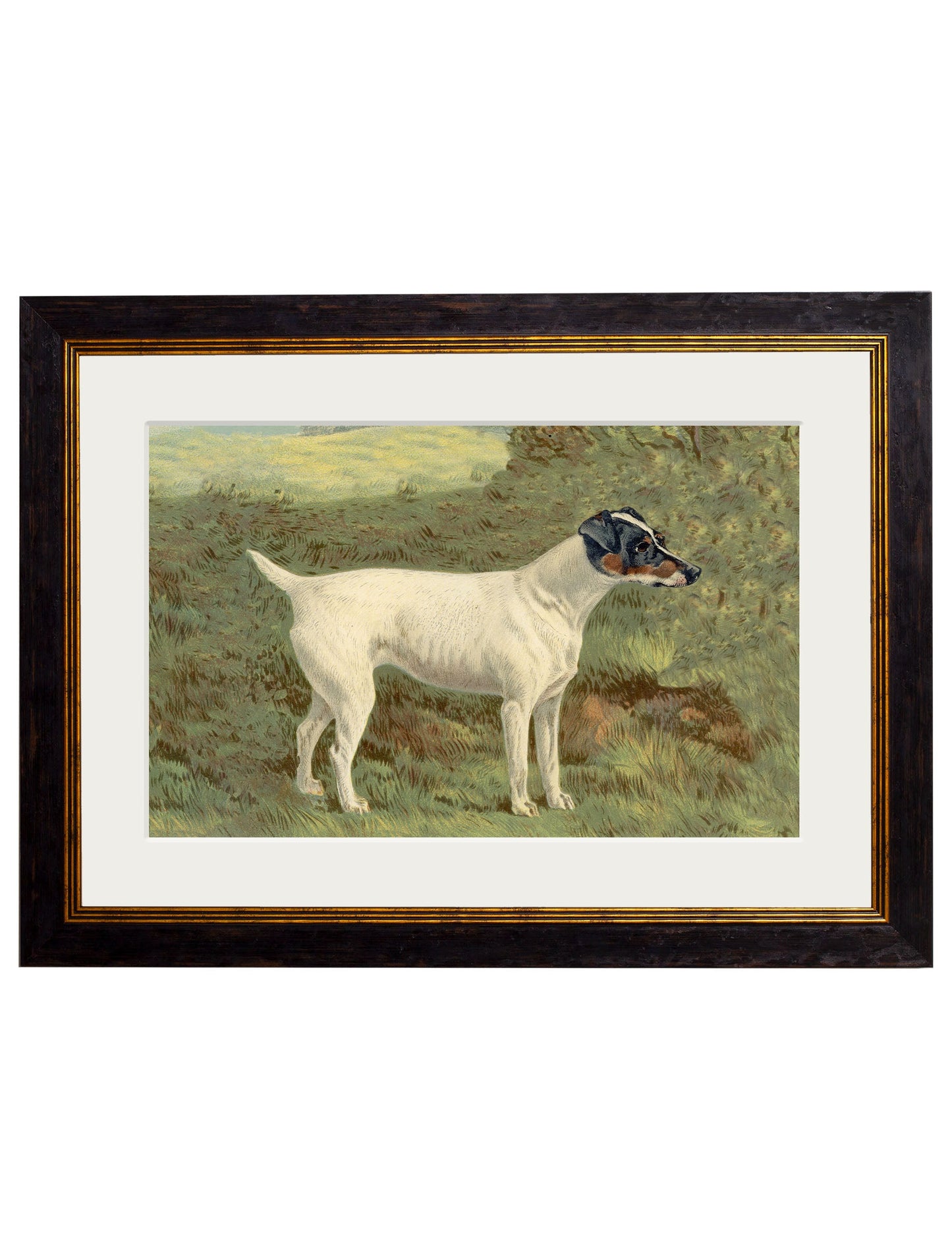 c 1881 terriers in size 50 x 70cm - glass-fronted framed wall art print with solid wood frame, a beautiful addition to stylish homes