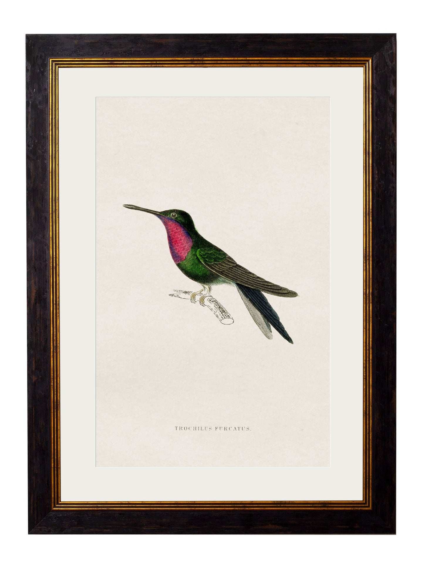 c 1833 hummingbirds 1 in size 38 x 50cm - glass-fronted framed wall art print with solid wood frame, ideal for modern interiors