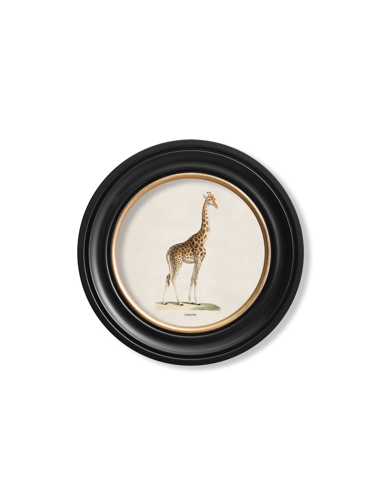 c 1837 giraffe round frame - premium glass-fronted framed art print with solid wood frame, perfect for luxury home decor