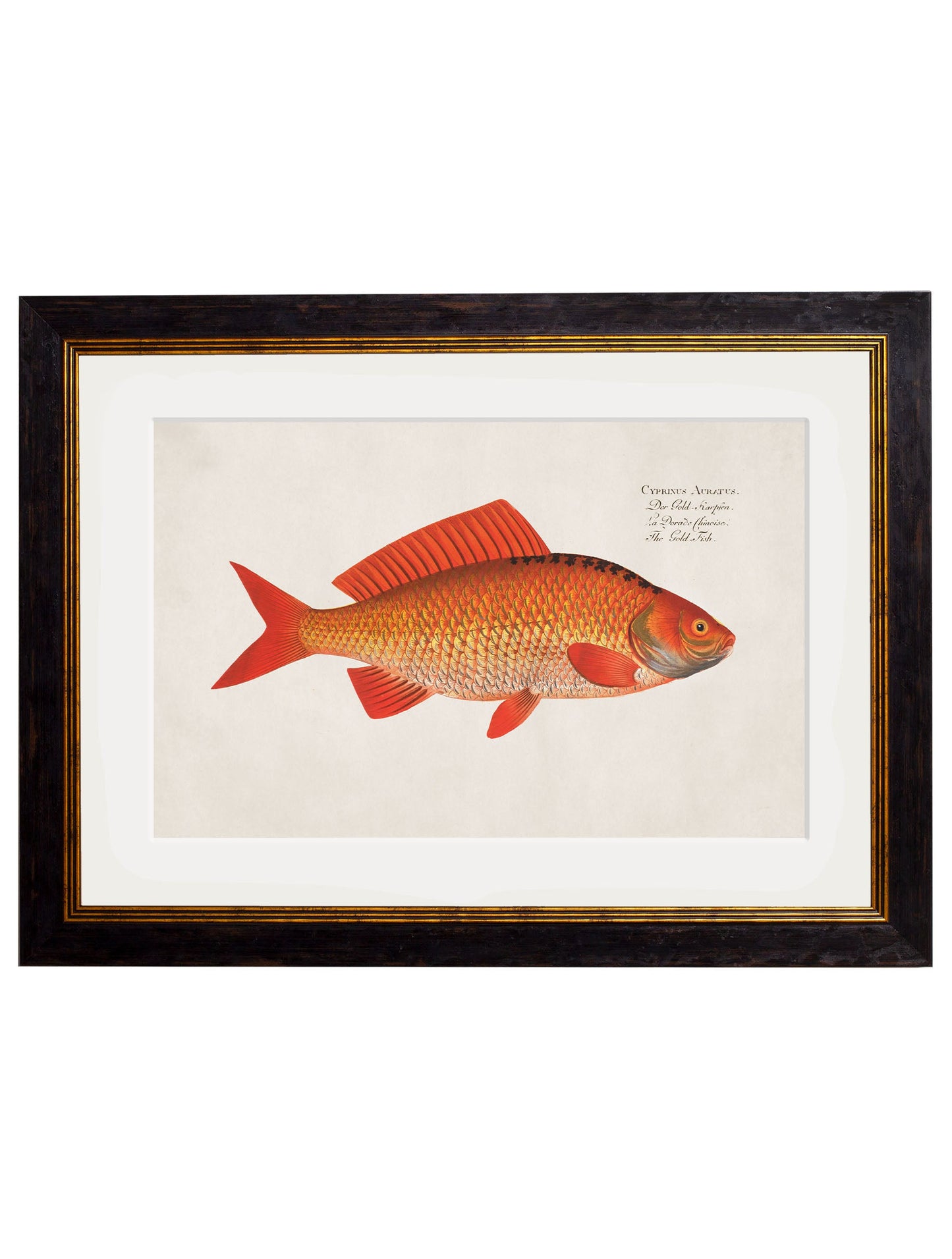 c 1785 goldfish and golden orfe in size 38 x 50cm - glass-fronted framed wall art print with solid wood frame, ideal for contemporary home styling