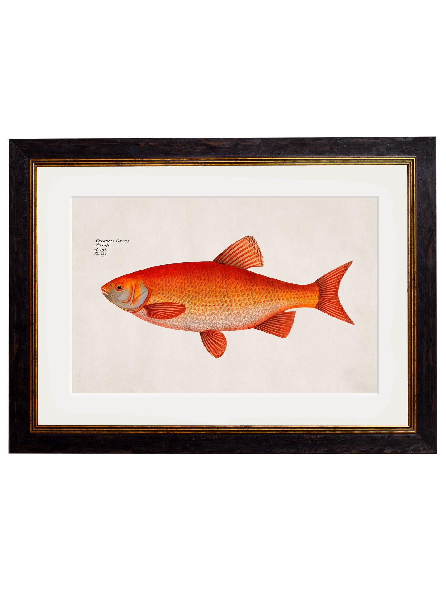 c 1785 goldfish and golden orfe in size 50 x 70cm - glass-fronted framed wall art print with solid wood frame, luxury wall art for sophisticated spaces