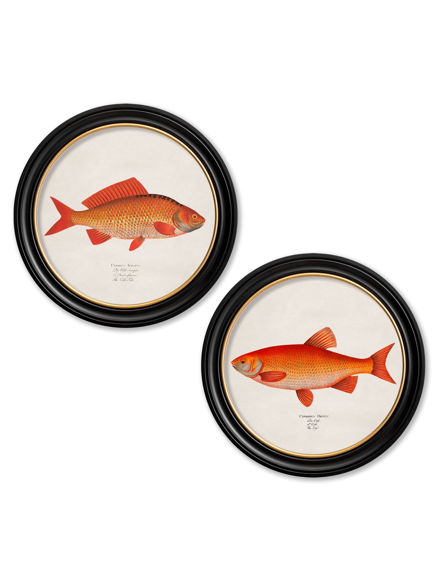 c.1785 Goldfish and Golden Orfe - Round Frame in size 44 x 44 cm - glass-fronted framed wall art print with solid wood frame, perfect for luxury home decor