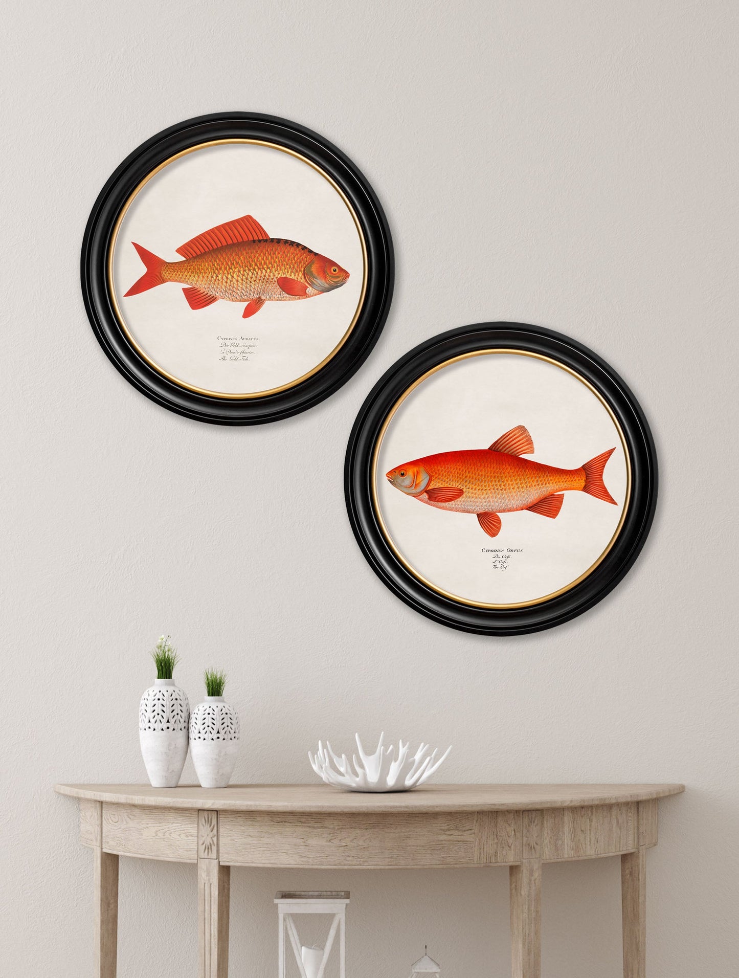 c 1785 goldfish and golden orfe round frame in size 44 x 44 cm - glass-fronted framed wall art print with solid wood frame, ideal for contemporary home styling