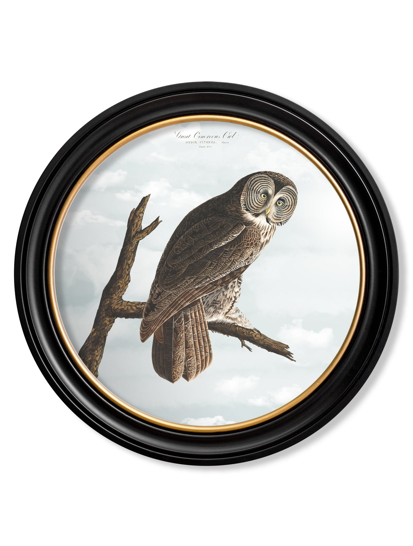 of c 1838 audubons snowy owl round frame in size 70 x 70cm - glass-fronted framed wall art print with solid wood frame, adds elegance to your decor