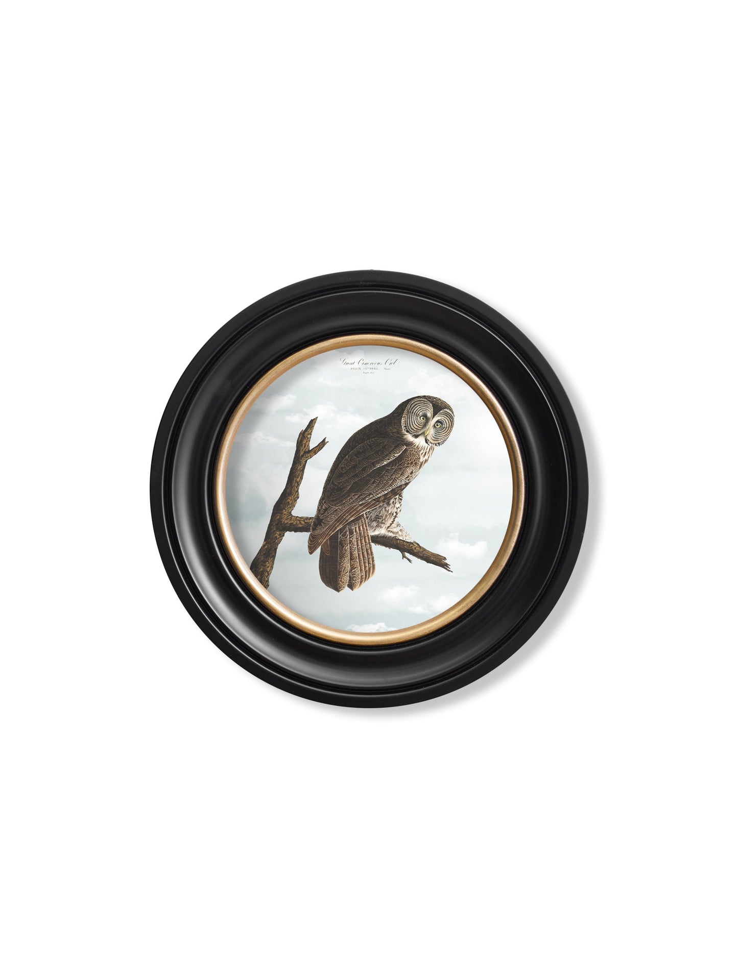 of c 1838 audubons snowy owl round frame in size 70 x 70cm - glass-fronted framed wall art print with solid wood frame, adds elegance to your decor