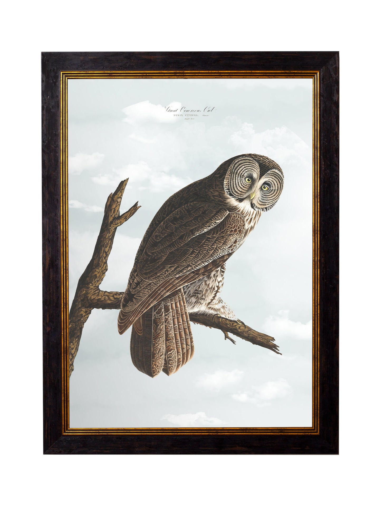 c 1838 audubons owls in size 50 x 70cm - glass-fronted framed wall art print with solid wood frame, perfect for statement wall decor