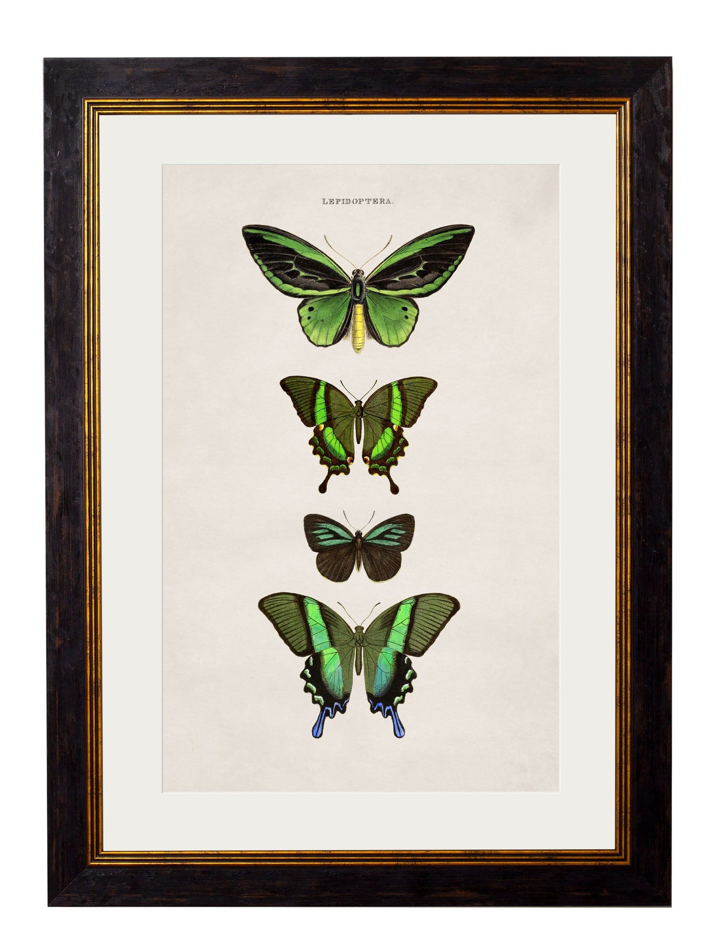 c 1835 butterflies in size 38 x 50cm - glass-fronted framed wall art print with solid wood frame, adds elegance to your decor