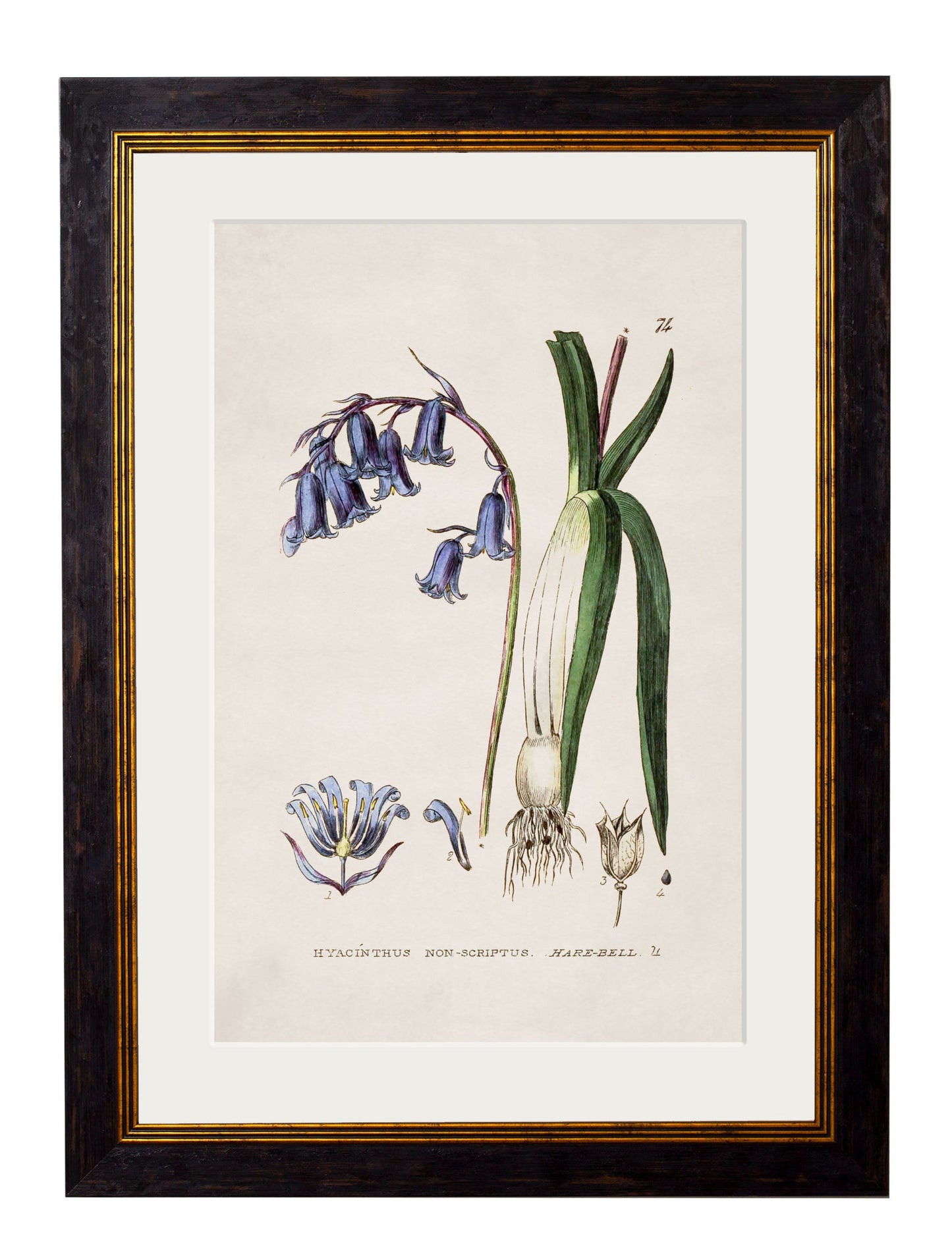 c 1837 british flowering plant catchfly in size 50 x 70cm - glass-fronted framed wall art print with solid wood frame, ideal for contemporary home styling