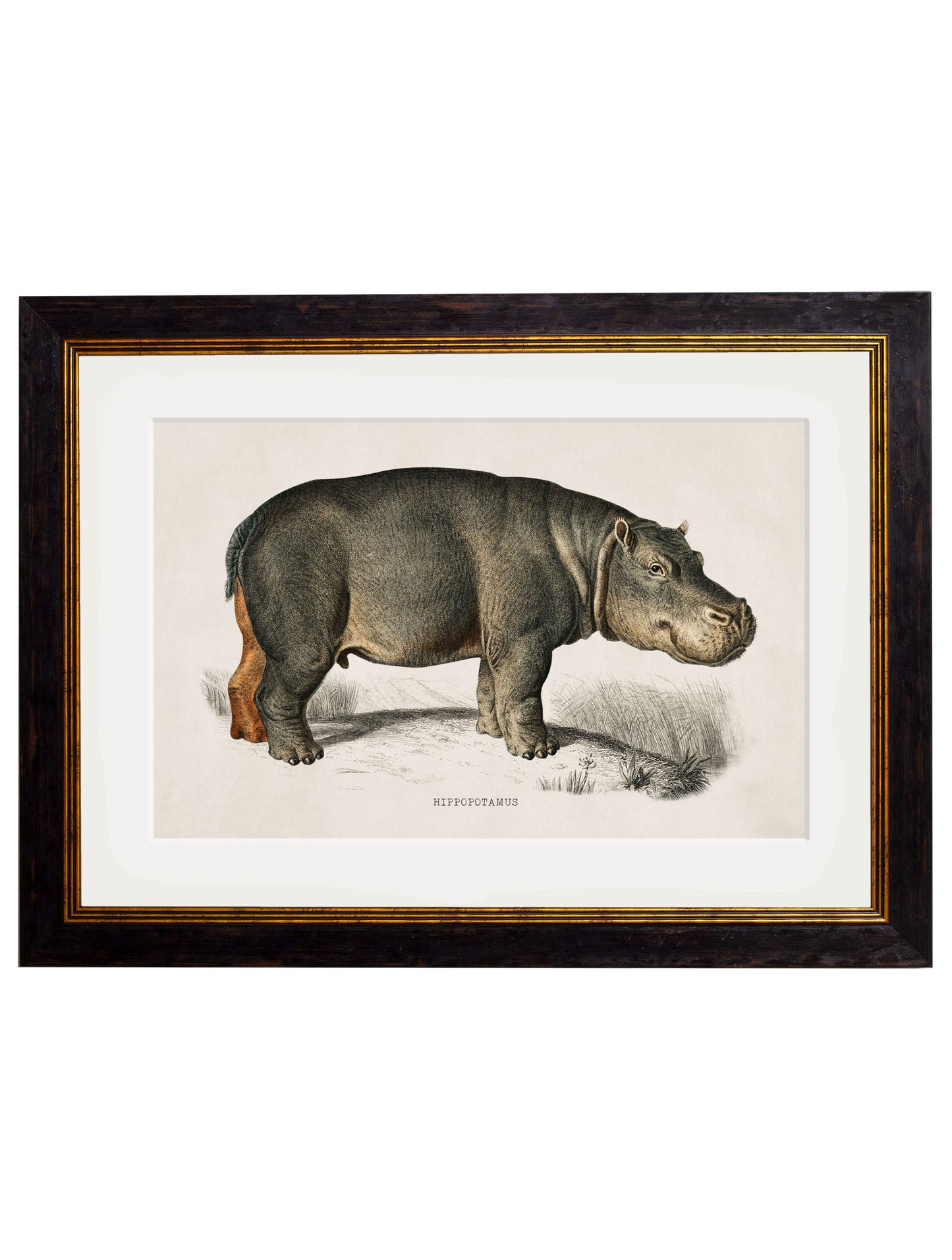 c 1846 rhino hippo in size 38 x 50cm - glass-fronted framed wall art print with solid wood frame, perfect for luxury home decor