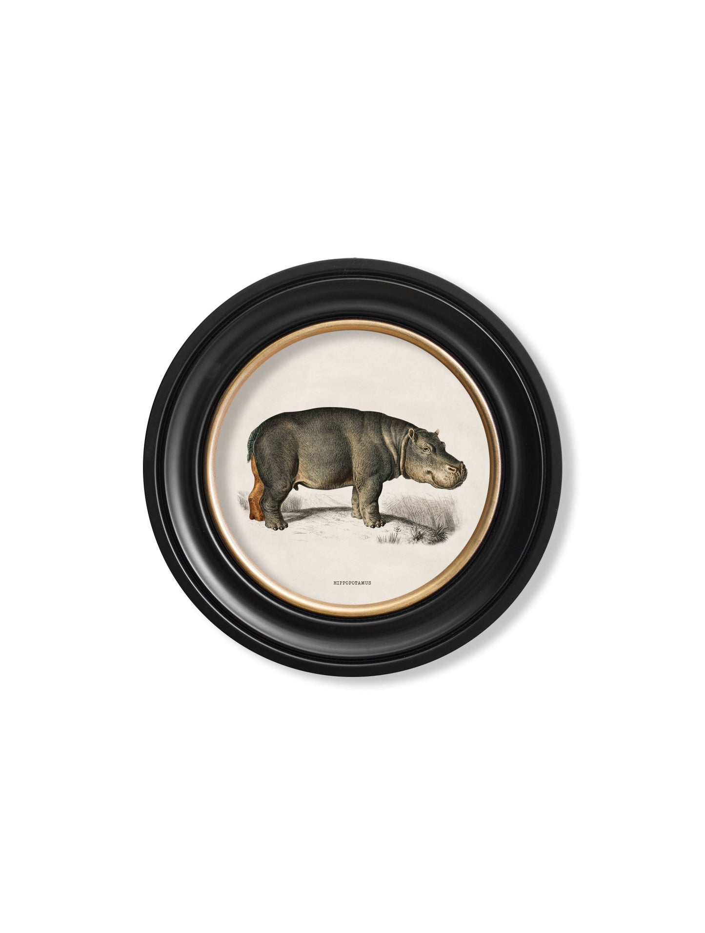 c 1846 rhino hippo round frames in size 70 x 70cm - glass-fronted framed wall art print with solid wood frame, perfect for luxury home decor