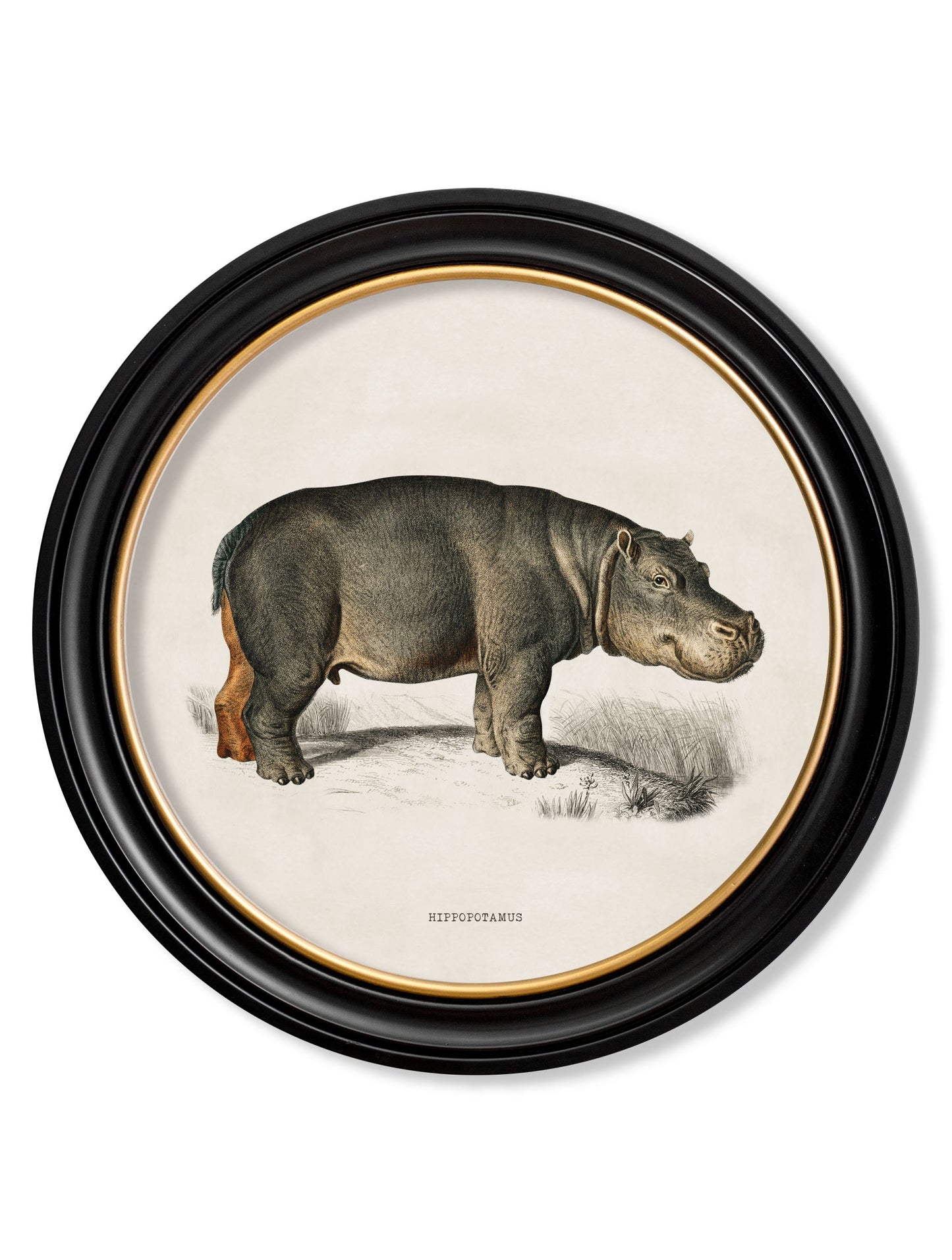 c 1846 rhino hippo round frames in size 70 x 70cm - glass-fronted framed wall art print with solid wood frame, a beautiful addition to stylish homes
