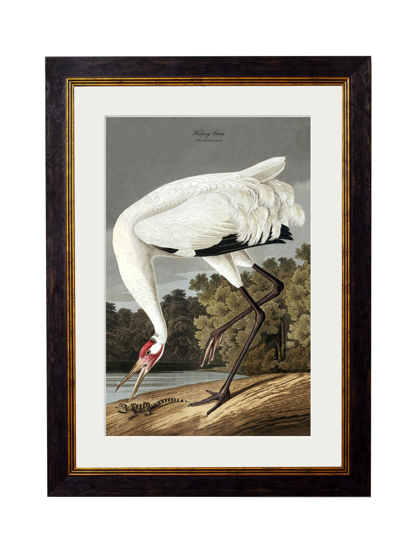 c 1838 audubons hooping crane in size 50 x 70cm - glass-fronted framed wall art print with solid wood frame, perfect for statement wall decor