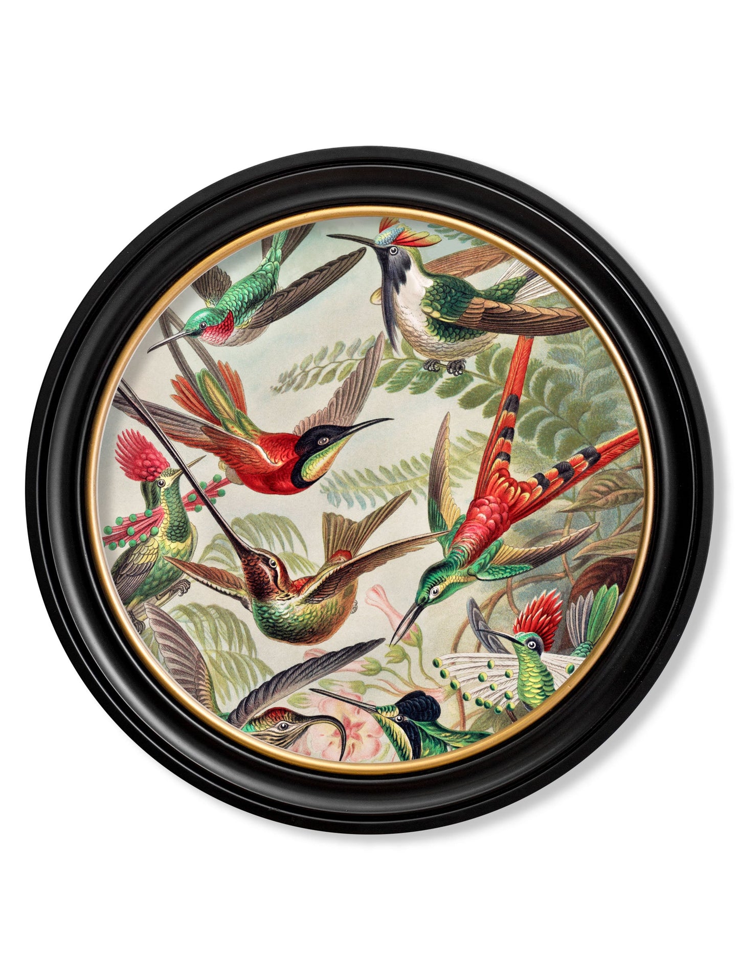 c 1904 haeckel flora and fauna round frames in size 70 x 70cm - glass-fronted framed wall art print with solid wood frame, ideal for modern interiors