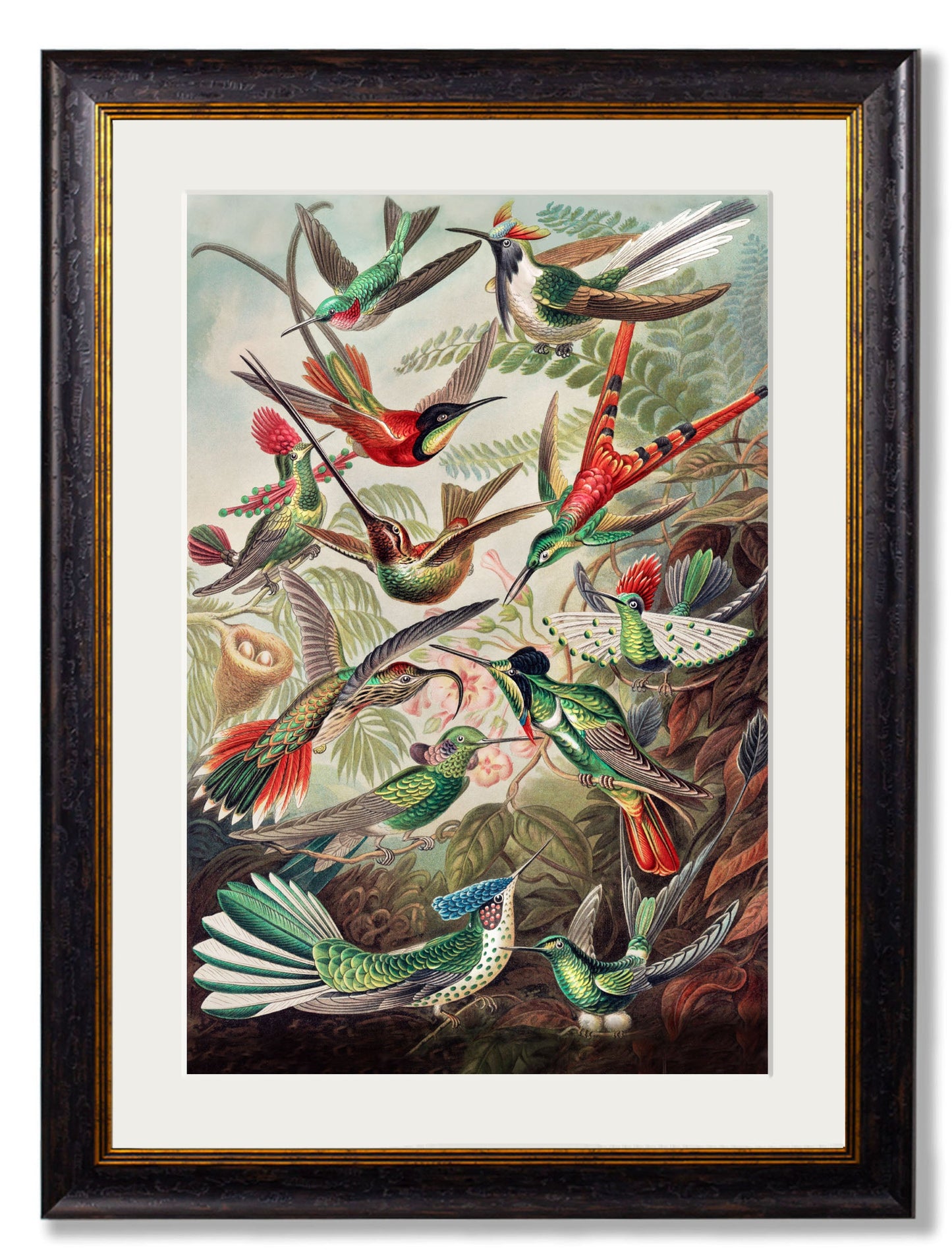 c 1904 haeckel hummingbirds in size 70 x 95cm - glass-fronted framed wall art print with solid wood frame, a beautiful addition to stylish homes