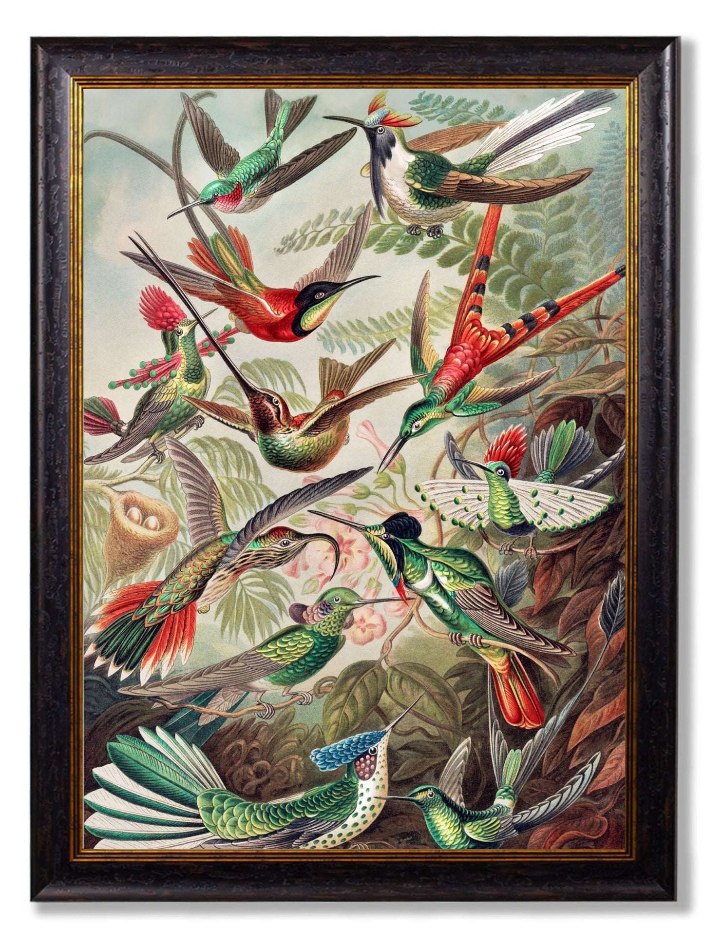 c 1904 haeckel hummingbirds in size 50 x 70cm - glass-fronted framed wall art print with solid wood frame, perfect for statement wall decor