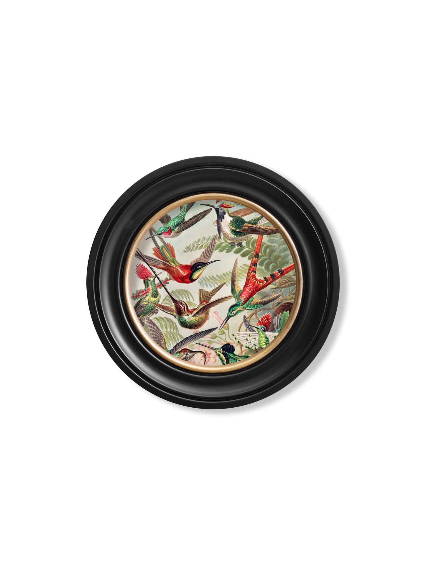 c 1904 haeckel flora and fauna round frames in size 70 x 70cm - glass-fronted framed wall art print with solid wood frame, a beautiful addition to stylish homes